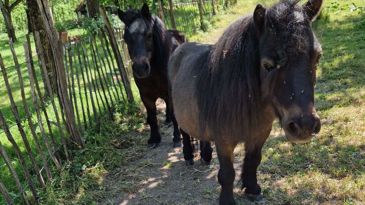 Minishettys Rocket & Herby Minishettys Rocket & Herby